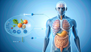 Diagram of a human body with digestive system highlighted, showing vegetables on a blue background.