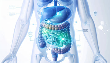 Anatomical illustration of a human body with highlighted digestive system.